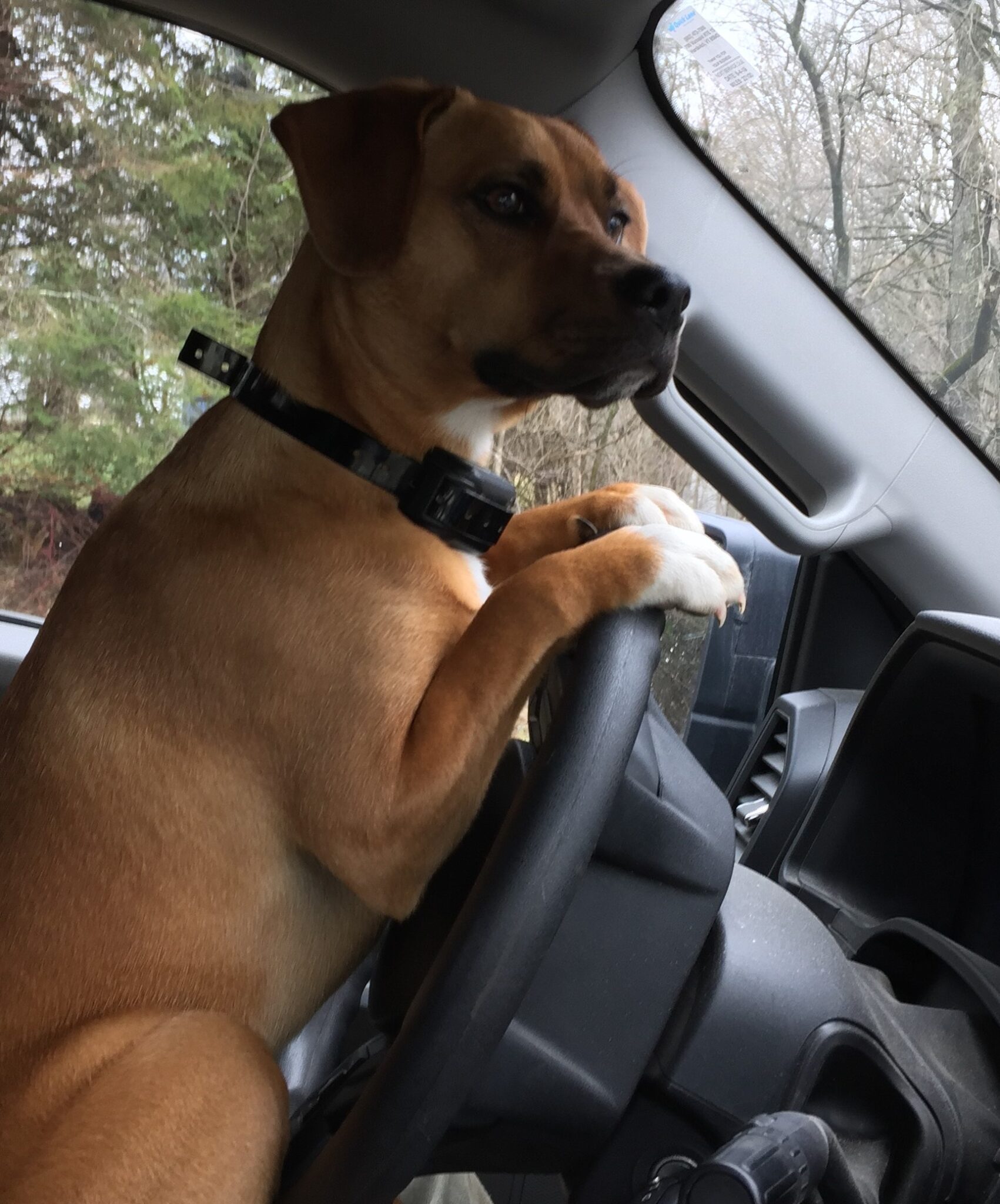 Dog Licenses Hardwick, Vermont